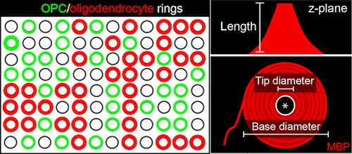 Conceptually, Chan reasoned that the rings of fluorescent images taken from the bottom of the glass plate would allow for measurement of myelin between the base and tip of each pillar. Reprinted by permission from Macmillan Publishers Ltd.: <em>Nat. Med.</em>, 2014 July 6 (doi 10.1038/nm.3618, copyright 2014)].