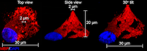 This close-up from a confocal microscopy image shows a single oligodendrocyte (blue) and the membrane (red) it wrapped around a single micropillar. Reprinted by permission from Macmillan Publishers Ltd.: <em>Nat. Med.</em>, 2014 July 6 (doi 10.1038/nm.3618, copyright 2014).