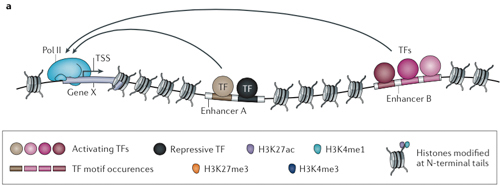 Enhancers sit in spaces between protein-coding genes. Some DNA sequences are well-known sites for transcription factors, which can boost or stall the transcribing polymerase machinery (Pol II). Credit: <em>Nature Rev. Genet.</em>, Shlyueva <em>et al</em>.