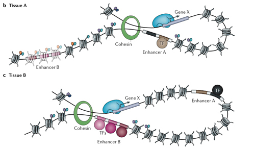 As in this example of Tissue A and Tissue B, the same gene may be activated in different ways in different cells based on the enhancers that are active or silent. Credit: <em>Nature Rev. Genet.</em>, Shlyueva <em>et al</em>.