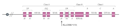 Fig. 1. HLA involvement in MS risk. The human leukocyte antigen (HLA) gene complex is located on chromosome 6 and was first associated with MS in 1972 (Jersild <em>et al.</em>, 1972). Determining the role that specific <em>HLA</em> genes play in MS has proven difficult because genes in this region are often passed down in tightly linked combinations, making it difficult to distinguish their individual effects. <em>HLA</em> involvement also seems to differ to some extent between ethnic groups. The region contains three subgroups, or classes, of genes that differ broadly in function. Researchers generally attribute the majority of the association between <em>HLA</em> genes and MS risk to the Class II gene <em>HLA-DRB1</em>, and specifically to the allele <em>HLA-DRB1*1501</em> (Barcellos <em>et al.</em>, 2006). Studies have also suggested a role for other <em>HLA-DRB1</em> alleles (Zhang <em>et al.</em>, 2011) and for other Class II loci such as <em>HLA-DQB1*0602</em> (Kaushansky <em>et al.</em>, 2012). Recent work has homed in on some alleles, such as <em>HLA-DRB1*14</em> (Zhang <em>et al.</em>, 2011), that seem to protect against the disease. Genes in the Class I region have also been implicated in MS (Cree <em>et al.</em>, 2010). 