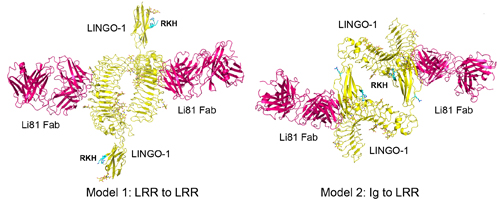 The antibody Li81 (BIIB033, Biogen) in hot pink binds to the signaling molecule LINGO-1 (yellow) in an unexpected four-way structure to induce myelination, shown here in two potential configurations. Image courtesy of Sha Mi and the <em>Journal of Pharmacology and Experimental Therapeutics</em> (Pepinsky <em>et al</em>., 2014).