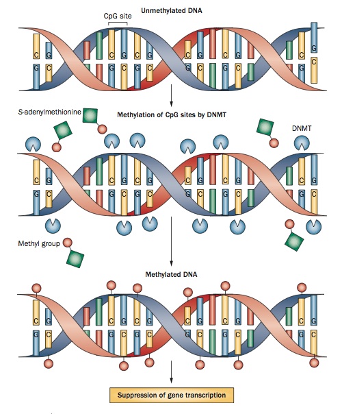 A diagram of the mechanism of DNA methylation. DNA methyltransferases attach methyl groups to the 5' position of cytosine nucleotides to methylate DNA. Reprinted by permission from Macmillan Publishers Ltd.: <em>Nat. Rev. Neurol</em>. 9, 35–43, copyright 2013.