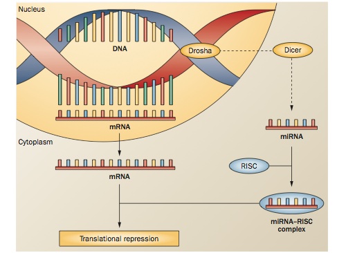 Diagram of miRNA-mediated epigenetic change. miRNAs bind to mRNAs and prevent their translation into proteins. Reprinted by permission from Macmillan Publishers Ltd.: <em>Nat. Rev. Neurol</em>. 9, 35–43, copyright 2013.