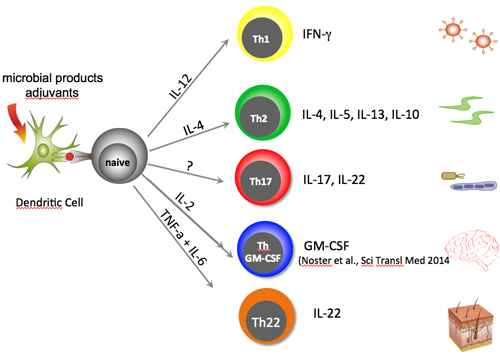 Isolating the cellular source of a cytokine is challenging. Production begins when a dendritic cell presents a microbial antigen to a naïve T cell, which then proliferates and secretes cytokines that guide the specialization of T cell types, each characterized by its own repertoire of cytokines. Halting activity of the newly described GM-CSF T cells may temper MS flares. Image courtesy of Christina E. Zielinski.