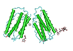 Interferon β-1