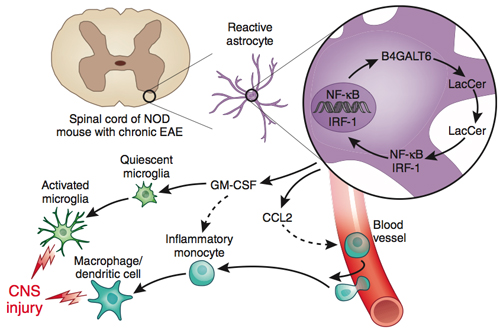 A new study shows that astrocytes promote CNS inflammation through the upregulation of B4GALT6, which in turn makes LacCer in the spinal cord of mice with chronic-progressive EAE. LacCer cycles through a feedback loop that activates microglia and monocytes. Reprinted by permission from Macmillan Publishers Ltd.: <em>Nature Medicine</em> 20:1092-3, copyright 2014.