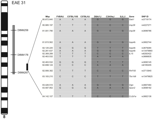 This diagram represents the fine mapping the team achieved with haplotype analysis. Alleles in light gray show shorter latency; alleles in dark gray show longer latency. Credit: Lemcke <em>et al</em>., 2014.