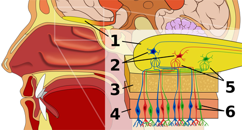 Human olfactory system. 1: Olfactory bulb, 2: Mitral cells, 3: Bone, 4: Nasal epithelium, 5: Glomerulus, 6: Olfactory receptor cells. Illustration by Patrick J. Lynch.
