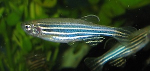 The adult zebrafish, <em>Danio rerio</em>.