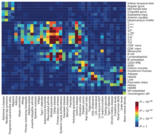 In a mashup of databases, MS clusters with other autoimmune diseases from asthma to ulcerative colitis based on cell types with risk factors in key enhancers. Within the immune cluster, MS displays a distinctive signature of genetic risk factors affecting selected stimulated T cells and B cells. Credit: <em>Nature</em>, Farh <em>et al</em>. (2014).