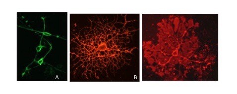 Myelin-making cells in culture