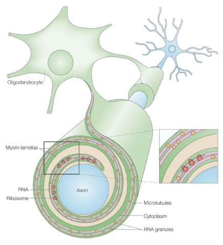 Fig. 1. Oligodendrocytes wrap axons with myelin. Supporting cells called oligodendrocytes wrap extensions of their membranes around the axons of neurons, providing an insulating layer of myelin.