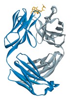 Alemtuzumab.