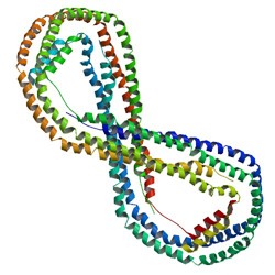 Crystal structure of human apolipoprotein A1. Protein chains are colored from the N-terminal to the C-terminal using a rainbow color gradient. Credit: Borhani <em>et al</em>. (1997), <em>Proc. Natl. Acad. Sci. U.S.A.</em> <strong>94</strong>: 12291-12296 PMID: 9356442 via the RCSB Protein Data Bank http://pdb.org