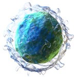 B lymphocyte rendering by Blausen Medical.