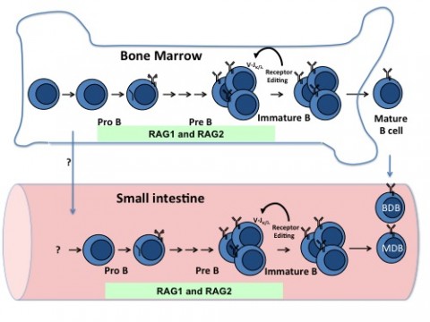 In mice, as in people, B cells develop primarily in the bone marrow (top). A new study found a small but distinctive population of developing B cells in weanling mice in the mucosal layer (lamina propria) of the small intestine (bottom), including progenitor (Pro B), precursor (Pre B), and immature B cells. Investigators identified the developing B cells by the expression enzymes (RAG1 and RAG2) that initiate antibody assembly and receptor editing. It is not clear where the early developing gut B cells come from and at what developmental stage they seed the intestine. The findings suggest that mucosally diversified B cells (MDB) may have a distinct primary repertoire compared to bone marrow diversified B cells (BDB). Image courtesy of Duane Wesemann and Frederick Alt.