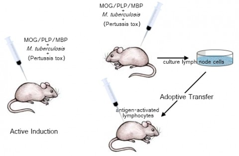 Fig. 1. EAE can be instigated in one of two ways. Active induction involves injecting animals with antigens such as brain or spinal cord tissue or myelin proteins such as MOG, PLP, or MBP—along with <em>Mycobacterium tuberculosis</em> and often pertussis toxin, both of which act as immunostimulants. For adoptive transfer, researchers first immunize an animal with these antigens and immunostimulants, and after a week or two remove its lymph nodes, extract antigen-primed lymphocytes, and grow them in culture. These activated immune cells are then injected into another animal to induce the disease.