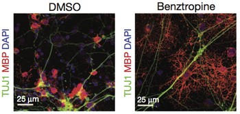 In the presence of benztropine, progenitor cells from rat optic neurons matured into oligodendrocytes that made and wrapped myelin around mouse neurons in the same culture dish. Credit: Adapted by permission from Macmillan Publishers Ltd: <em>Nature</em>, Deshmukh <em>et al.</em>, copyright 2013.