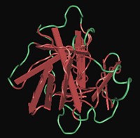 Interleukin-1β.