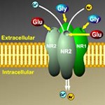 The NMDA receptor.