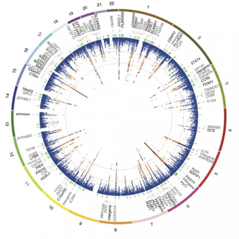 Circos  plot showing primary association analysis of 161,311 autosomal variants in the discovery phase (14,498 cases and 24,091 healthy controls). The outermost track shows the numbered autosomal chromosomes. The second track indicates the gene closest to the most associated SNP meeting all replication criteria. Previously identified associations are indicated in gray. The third track indicates the physical position of the 184 fine-mapping intervals (green). Credit: IMSGC