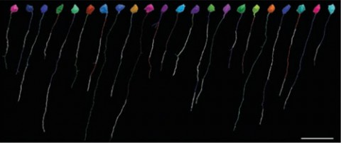 Myelin distribution along single axons of 22 pyramidal neurons. Myelinated areas are in white. Scale bar 50 μm. Credit: Tomassy <em>et al.</em>, <em>Science</em> 2014.