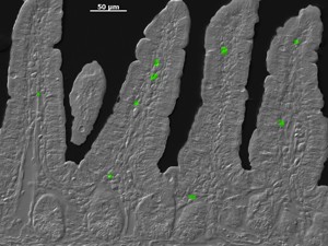 Time to change. Th17 cells in the intestine show up in bright green, as indicated by a pair of fluorescent tags that marked CD4+ cells and the RORγt transcription factor. The image was created by overlaying a second image of the intestinal tissue with the fluorescence image and highlighting the Th17 cells by pseudocoloring in Photoshop. Image generated by Xiaofei Yu, Shipra Vaishnava, and Yuhao Wang.