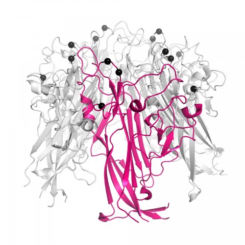 This atomic-scale view highlights in pink the protein that makes up the shell of the JCV. The protein, called VP1, sticks together in clusters of five molecules. Many clusters together form the JCV shell. JCV variants isolated from PML patients differ frequently at certain positions in VP1, highlighted here as black spheres. Several of the identified antibodies derived from a patient who had recovered from PML have an especially high binding and neutralizing activity against these highlighted PML-associated variations. Image courtesy of Luisa Ströh and Thilo Stehle, University of Tübingen, Germany.