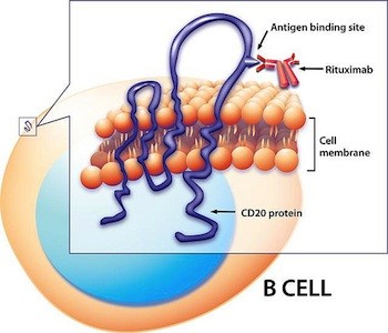 Rituximab targets B cells. The engineered monoclonal antibody, rituximab, latches onto the surface protein, CD20, and depletes B cells from the bloodstream.