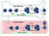 B cell schematic