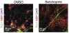 Oligodendrocytes