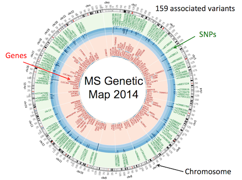 The genetic map of MS as of 2014 shows the location of genes and SNPs on the chromosome. Click on the image for a larger, more legible version. Image courtesy of Philip De Jager.