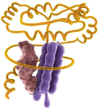 Pegylated interferon β-1a. Source: Biogen Idec.