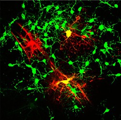 Mouse embryonic-stem-cell-derived oligodendrocyte precursor cells (mESC-OPCs). Cells immunostained red are myelin-forming mature cells derived from spiking OPCs, and those stained green are non-myelin-forming precursor cells derived from non-spiking OPCs. Image courtesy Dr. Wenbin Deng.