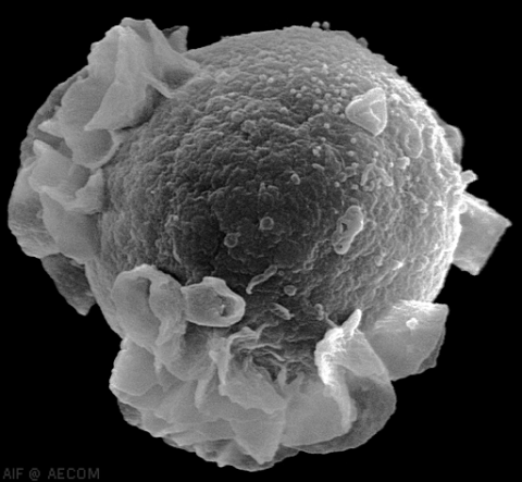 Fig. 1. Host to trouble? Epstein-Barr virus budding in a B cell. 