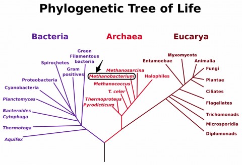 Methanobrevibacteriaceae are members of the Kingdom Archaea.