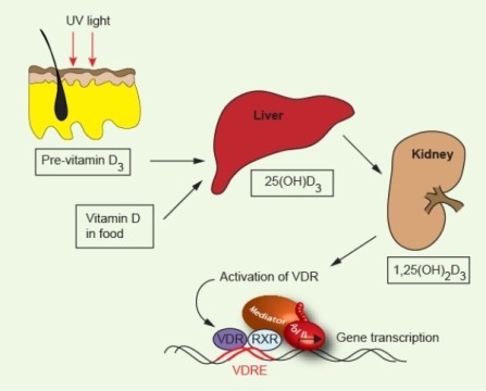 Fig. 1. Vitamin D's transformations. Vitamin D, absorbed from food and produced in the body when ultraviolet rays hit the skin, is converted via the liver and then the kidneys into a hormone called 1,25-dihydroxyvitamin D3 (1,25-(OH)<sub>2</sub>D<sub>3</sub>), or calcitriol. This active form of the vitamin then activates the vitamin D receptor (VDR), which sets off a cascade that can control the activity of genes. 