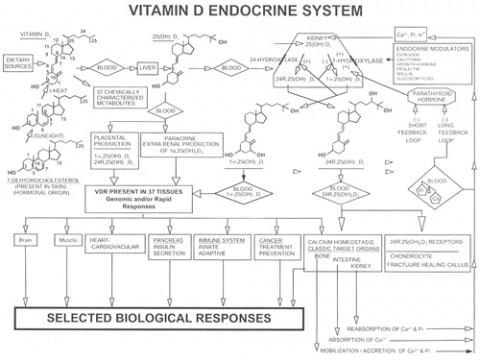 The vitamin D endocrine system in humans. Click for larger image. Credit: Anthony Norman, UC Riverside.