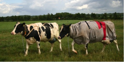 Danish dairy cows fitted with udder cover only (left) or a UV-resistant horse blanket only (right). Photo courtesy of Information Officer Janne Hansen, Aarhus University, Faculty of Agricultural Sciences, Tjele, Denmark.