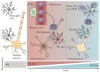 Microglia Figure 4