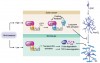 Wnt pathway