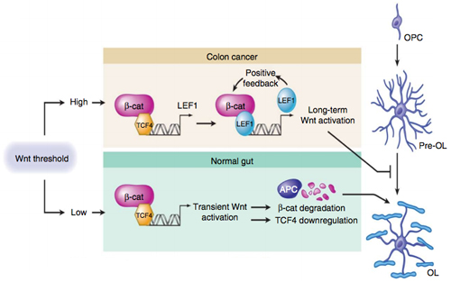 Comparison of the Wnt pathway in normal and high-activity mode. Normally, low-activity APC degrades β-catenin and the Wnt signal is depressed. Without APC, β-catenin feeds back on Wnt, leading to high levels of expression and, eventually, OPC arrest. Reprinted by permission from Macmillan Publishers Ltd.: <em>Nat. Neurosci.</em>, 2014 April (doi:10.1038/nn.3676, copyright 2014).